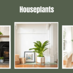 Houseplants