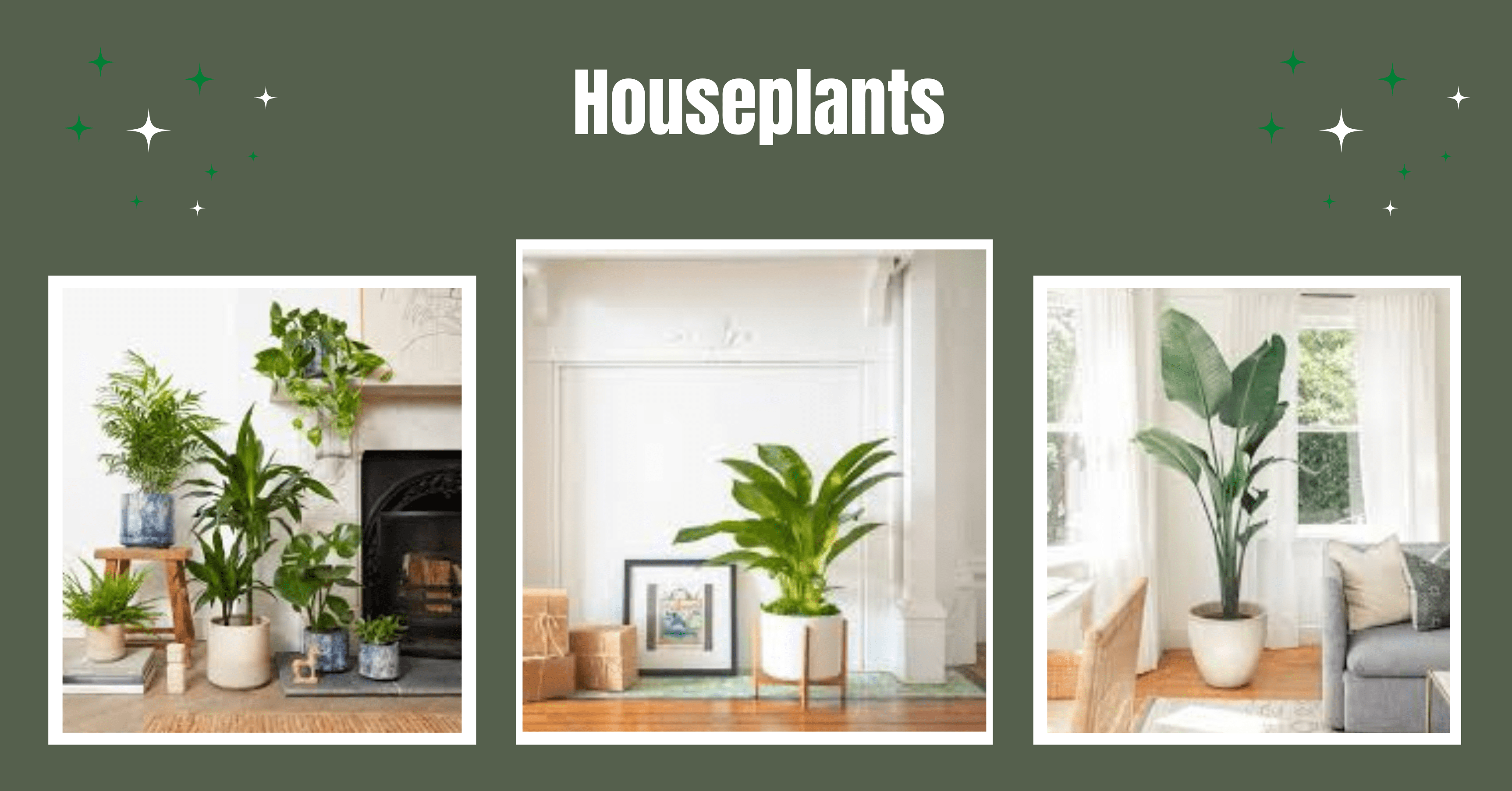 Houseplants